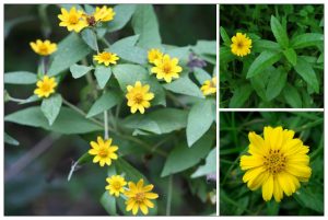 hoa-sai-dat-trong-gamuda-garden